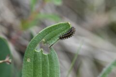 Melitaea didyma