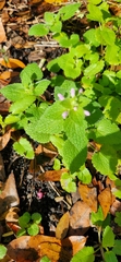 Marrubium