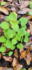 Marrubium