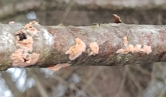 Corticium roseum