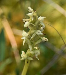 Platanthera aquilonis