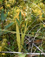 Platanthera aquilonis