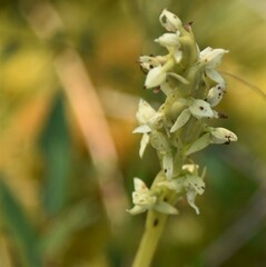 Platanthera aquilonis