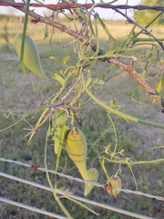 Araujia angustifolia