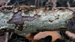Dentocorticium portoricense