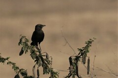 Myrmecocichla aethiops