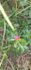 Portulaca cryptopetala