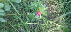 Portulaca cryptopetala