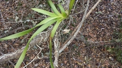 Vandeae