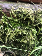 Brachythecium rutabulum