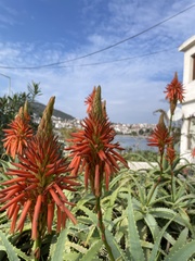 Aloe arborescens