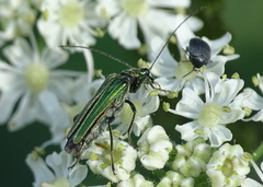 Oedemera nobilis