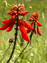 Erythrina humeana