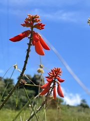 Erythrina humeana