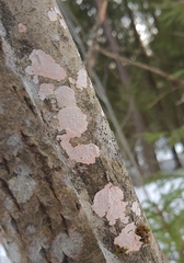 Corticium roseum