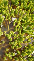 Myriophyllum quitense
