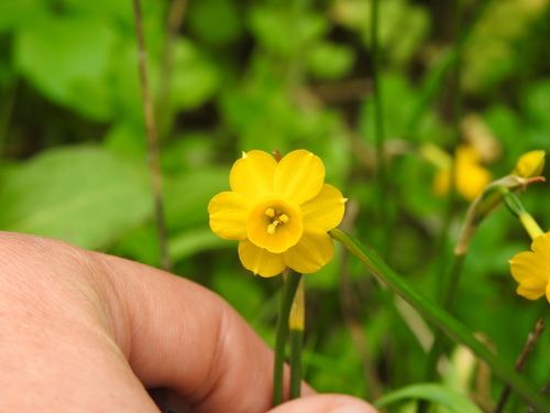 Narcissus willkommii, photograph 5