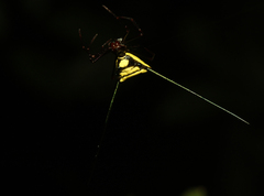 Micrathena cyanospina