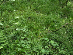 Carex sylvatica