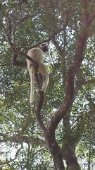 Propithecus verreauxi