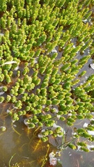 Myriophyllum quitense