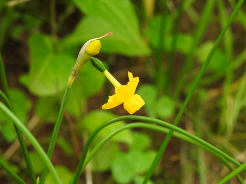 Narcissus willkommii, photograph 6