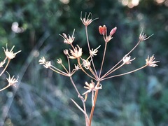 Bupleurum falcatum