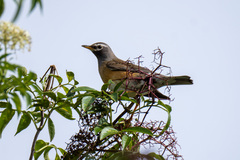 Turdus obscurus