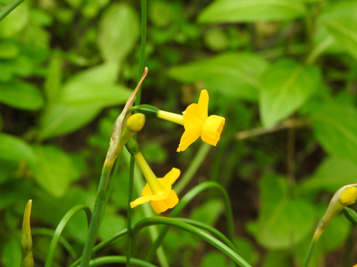 Narcissus willkommii, photograph 4