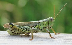 Melanoplus differentialis