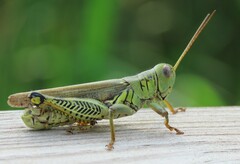 Melanoplus differentialis