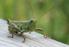 Melanoplus differentialis