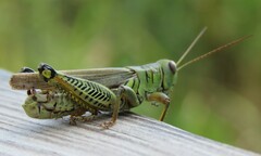 Melanoplus differentialis