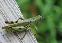 Melanoplus differentialis