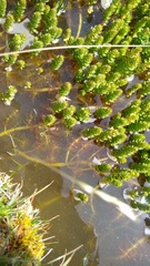 Myriophyllum quitense