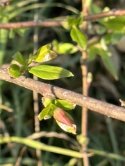 Salix laevigata