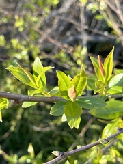 Salix laevigata