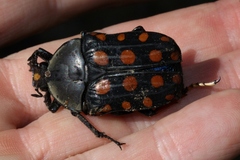 Mecynorhina passerinii