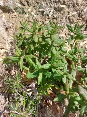 Cistus psilosepalus