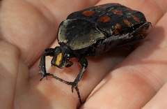 Mecynorhina passerinii