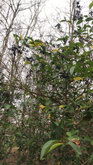 Ligustrum