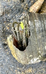 Telescopium telescopium
