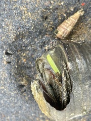 Telescopium telescopium
