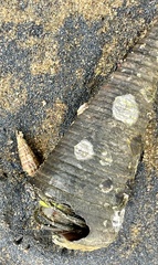 Telescopium telescopium