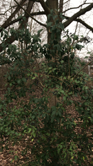 Ligustrum