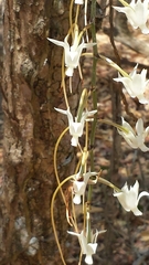 Aerangis
