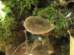Pluteus umbrosus