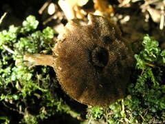 Pluteus umbrosus