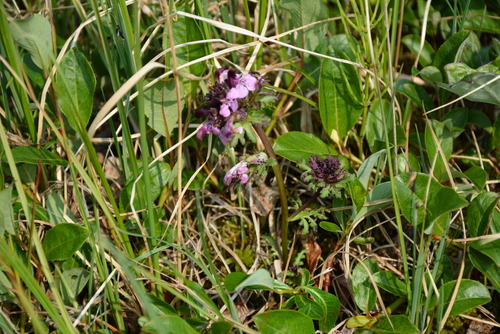 Image of Pennell's lousewort by no rights reserved