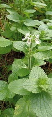 Stachys ocymastrum